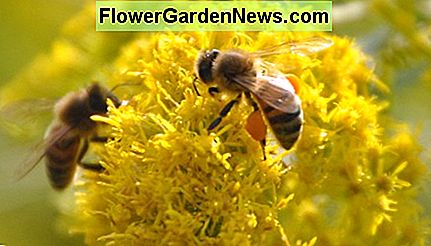 Guldenroede en bijen Goldenrod and bees