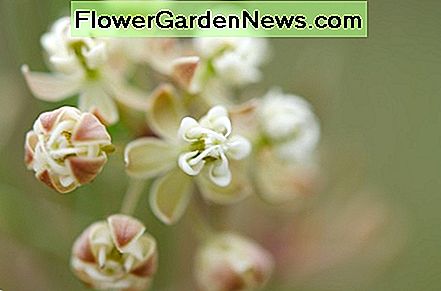 Whorled Milkweed Whorled Milkweed