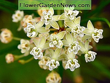 Whorled Milkweed Whorled Milkweed