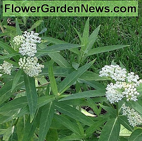 Whorled Milkweed Whorled Milkweed