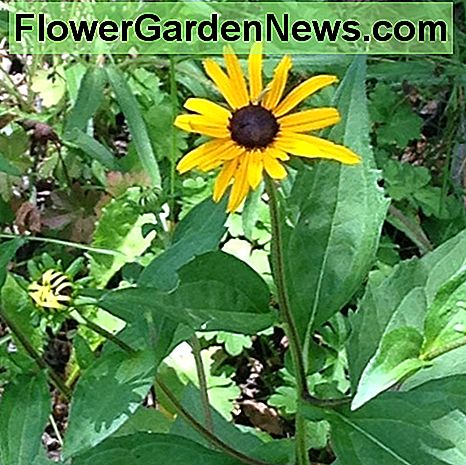 Rudbeckia Fulgida Rudbeckia Fulgida