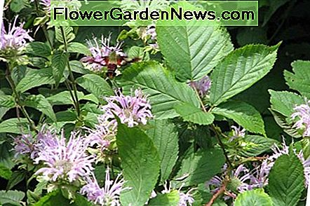 Bee Balm Bee Balm