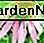 Paarse zonnehoed Purple Coneflower