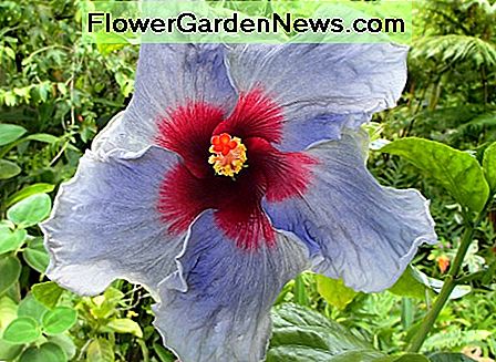 Hibiscus 'Blue Jean Baby' met blauwgrijze bloemblaadjes en roodachtig kastanjebruin midden. Hibiscus 'Blue Jean Baby' with blue-gray petals and reddish maroon center.