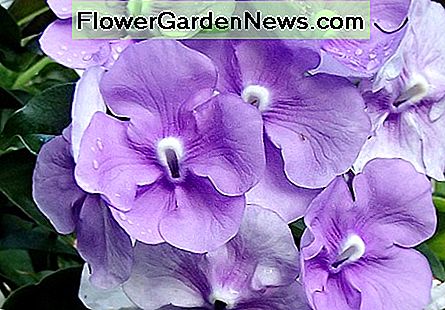 Gisteren - Vandaag - en morgen veranderen de bloemen van paars naar licht lavendel in wit als ze volwassen worden. Yesterday-Today-and Tomorrow flowers change from purple to light lavender to white as they mature.