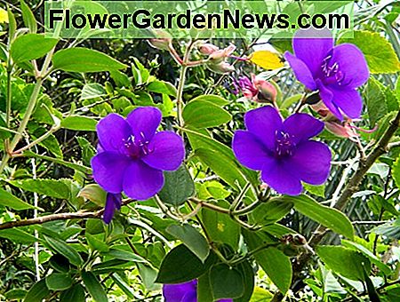 Princess Flower heeft schitterende koninklijke paarse bloemen. Princess Flower has brilliant royal purple flowers.