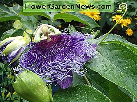 Voorbeeld van complementaire kleuren: violet (Purple Passion Flower) en yellow (Tree Marigold). Example of complimentary colors: violet (Purple Passion Flower) and yellow (Tree Marigold).