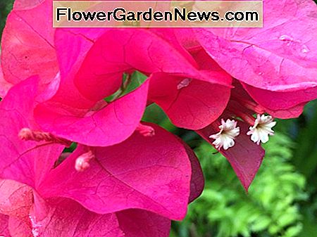 Bougainvillea is misschien wel de meest voorkomende tuinbloem op Hawaï. Deze is in een warme magenta kleur. Bougainvillea is perhaps the most common garden flower in Hawaii. This one is in hot magenta color.