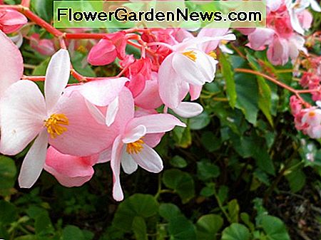 Pink Begonia is een andere populaire tuinbloem in Hawaï. Pink Begonia is another popular garden flower in Hawaii.