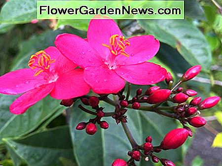 Fuchsia Lipstick plant heeft de toepasselijke naam voor de vorm en kleur van de bloemknoppen. Fuchsia Lipstick plant is aptly named for the shape and color of its flower buds.