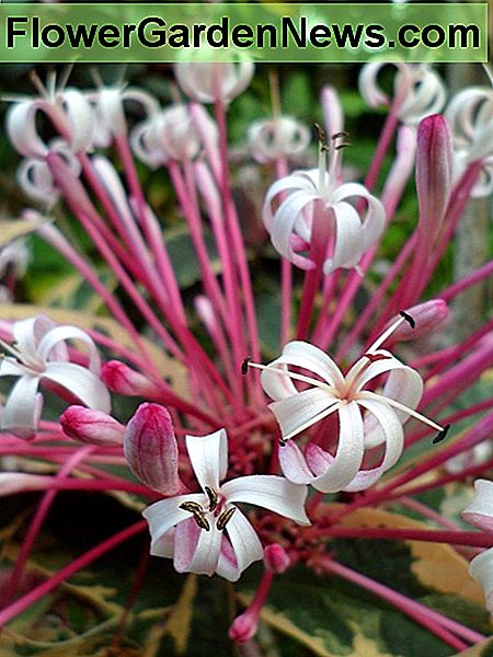 Starburst (ook wel Shooting Star genoemd) is spectaculair wanneer hij in volle bloei is met zijn cluster van lichtroze bloemen. Starburst (also called Shooting Star) is spectacular when in full bloom with its cluster of pale rose flowers.