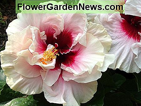 Hibiscus 'High Heaven' met romige witte bloemblaadjes en een bloedend, karmijnrood centrum. Hibiscus 'High Heaven' with creamy white petals and bleeding crimson center.