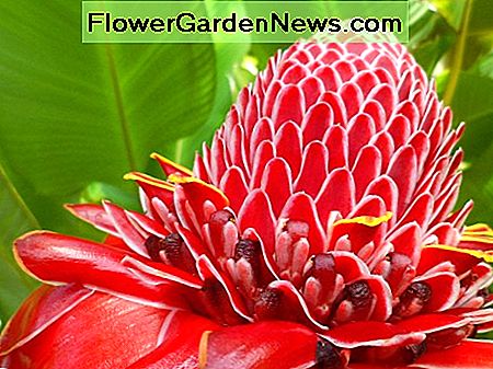 Rood is een primaire kleur en de meest opvallende warme kleur. Rode bloemen vallen op in de tuin zoals deze fakkelgember. Red is a primary color and the most conspicuous warm color. Red flowers stand out in the garden like this Torch Ginger.