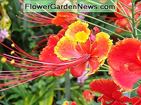 Rode kleur bloemen zoals deze dwerg Poinciana zijn productief in tropische tuinen. Red color flowers like this dwarf Poinciana are prolific in tropical gardens.