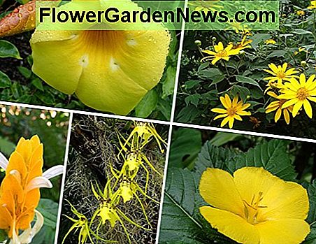 Geel is een van de primaire kleuren en heeft een warme kleur. Met de klok mee van linksboven: Allamanda; Boom Goudsbloem; boterbloemen; Spider Orchid; Garnalenplant. Yellow is one of the primary colors and a warm color. Clockwise from top left: Allamanda; Tree Marigold; Buttercups; Spider Orchid; Shrimp Plant.