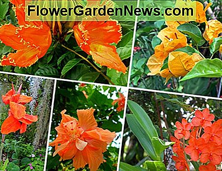 Oranje is een van secundaire kleuren en ook een warme kleur. Met de klok mee van linksboven: Tulpenboom; Bougainvillea; Vanda orchid; Hibicus 'Orange Sherbet'; Canna lelie. Orange is one of secondary colors and also a warm color. Clockwise from top left: Tulip tree; Bougainvillea; Vanda orchid; Hibicus 'Orange Sherbet'; Canna lily.