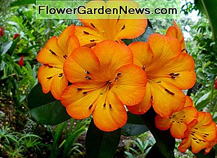 Tropical Vireya Rhododendron bloeit in gloeiende oranje kleur. Tropical Vireya Rhododendron flowers in glowing orange color.