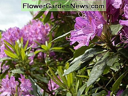 Rhododendrons Rhododendrons