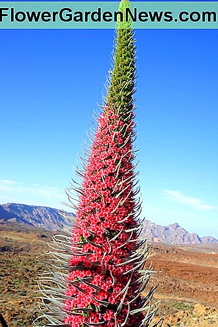 Echium wildpretii Echium wildpretii
