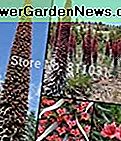 Blumensamen Roter Teide Natternkopf - Echium wildpretii - 20 Samen-Samen - Turm der Juwelen Haus & Garten