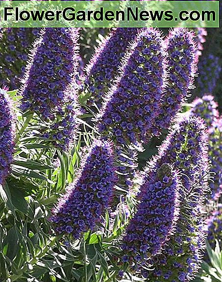 Echium Candicans Echium candicans