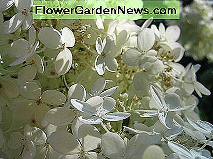 Eine Nahaufnahmeansicht der paniculate Hortensie blüht. A closeup view of paniculate hydrangea blooms.