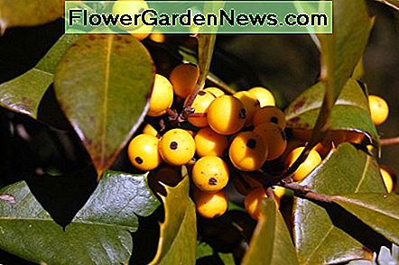 Gele hulstbessen Yellow Holly Berries