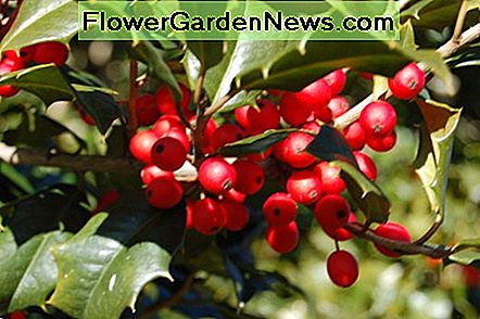 Red Holly Berries Red Holly Berries