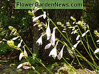 M hosta heeft lichtpaarse bloemen. M hosta has light purple blooms.