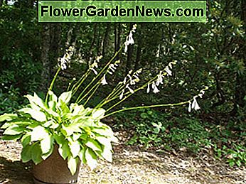 Ik hou van de prachtige belbloemen, zwaaien in de wind. I love the beautiful bell blooms, waving in the breeze.