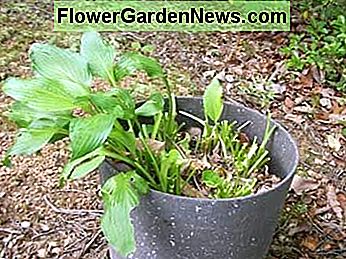 Dit jaar aten de herten mijn hosta plant! Dit is wat soms gebeurt als je in het bos leeft. This year the deer ate my hosta plant! This is what sometimes happens when you live in the woods.