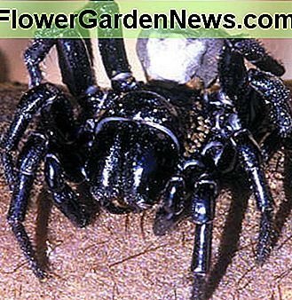 Sydney Funnel Web Spider The Sydney Funnel Web Spider