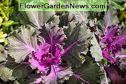ผักคะน้าประดับล้อมรอบด้วยดอกไม้ที่สวยงามอื่น ๆ ทำให้ภาชนะตา popping Ornamental kale, surrounded by other gorgeous flowers, makes an eye-popping container.