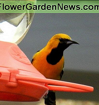 Hooded Pirol in LA County Hinterhof Hooded oriole in LA County backyard