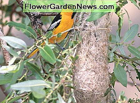 Bullocks Oriole und Nest von Jeff Rich Bullock's Oriole and nest by Jeff Rich