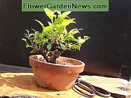 Ficus microcarpa Ficus microcarpa
