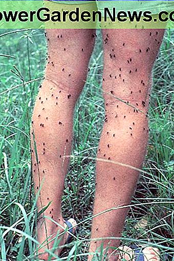 Sind Sie ein Moskito-Magnet? Are You a Mosquito Magnet?