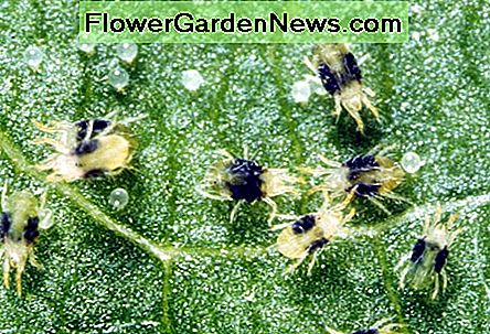 แมงมุมไรและไข่ Spider Mites and Eggs