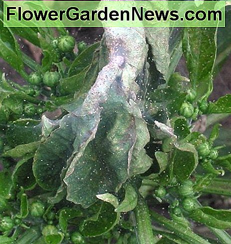 ใบม้วนและเว็บเป็นข้อบ่งชี้ของการรบกวนไรของแมงมุม Curled leaves and webs are another indication of a spider mite infestation