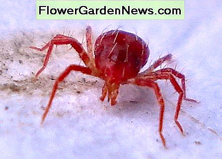 Predator Mite Predator Mite