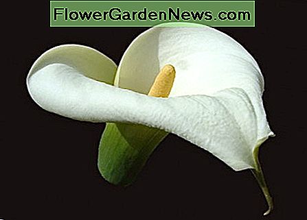 O floare de un crin calla A flower of a calla lily