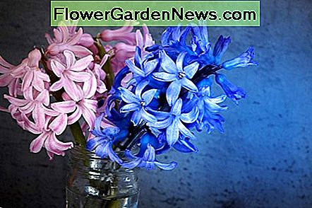 Roz și albastru flori de zambile Pink and blue hyacinth flowers