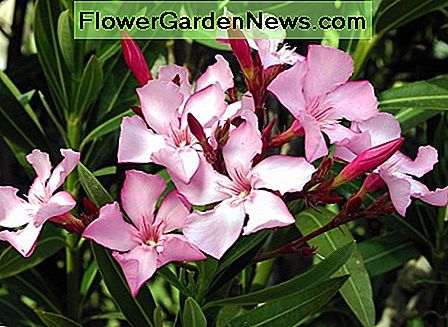 Oleander crește în interior sau în aer liber. Este o plantă frumoasă, dar este foarte toxică. Oleander grows indoors or outdoors. It's a beautiful plant but is very toxic.