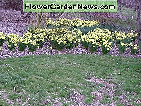 Een drift van narcissen in Rutgers Gardens A drift of daffodils at Rutgers Gardens