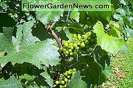 Vynuogiene yra garbanos. A grapevine has curly tendrils.