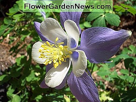 Columbine gėlė visiškai žydi. Columbine flower in full bloom.
