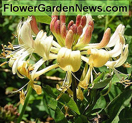 Europos sausainis yra laikrodžio rodyklės prieš laikrodžio rodyklę. The European Honeysuckle is an anti-clockwise bine.