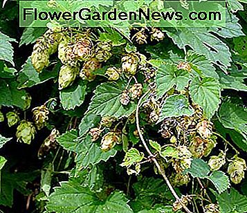 Paprastasis apynių gėlė naudojama alui gaminti. Tai yra binu. The common hop flower is used to make beer. It is a bine.