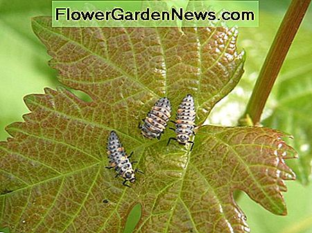 Biologinė kontrolė, naudojant ladybird lervas. Biological control using ladybird larvae.