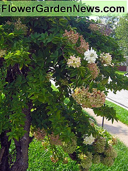 Hydrangea paniculata / pee gee hortensia Hydrangea paniculata/pee gee hydrangea